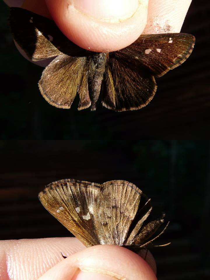 FIGURE 2e FIGURE 2e